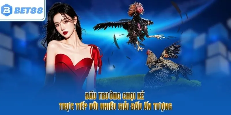 Đấu trường chọi kê trực tiếp với nhiều giải đấu ấn tượng